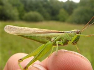 Mecostethus parapleurus